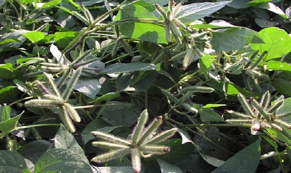 Black Gram Plant Farming: અડદની ખેતી કરીને ખેડૂતો કમાઈ શકે છે લાખોનો નફો, આ વાતો રાખો ધ્યાનમાં Black Gram Plant Farming: અડદની ખેતી કરીને ખેડૂતો કમાઈ શકે છે લાખોનો નફો, આ વાતો રાખો ધ્યાનમાં