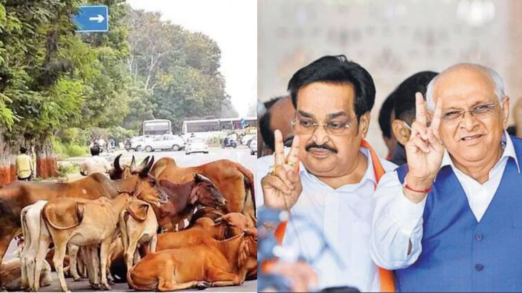 BJP President C.R. Patil Request CM Bhupendra Patel to reconsider The Stray Cattle Control Bill know the provisions of The Bill રખડતા ઢોર નિયંત્રણ વિધેયક મુદ્દે ફેરવિચારણા કરવા મુખ્યમંત્રીને વિનંતીઃ સી.આર. પાટીલ, જાણો શું છે કાયદાની જોગાઈઓ