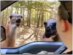 Viral Video: जानवर ने की महिला के साथ अजीबोगरीब हरकत, रह गई हैरान