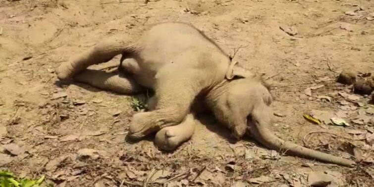 Bankura: Dead body of elephant cub recovered in Bankura by forest department Bankura: বাঁকুড়ায় ফের হস্তি শাবকের মৃতদেহ উদ্ধার, চাঞ্চল্য এলাকায়