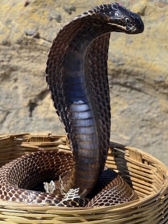 పెళ్లిలో కట్నంగా విష సర్పాలు