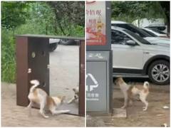 शीशे में खुद को देख समझ बैठा घुसपैठिया, भगाने की पूरी कोशिश करता दिखा डॉगी