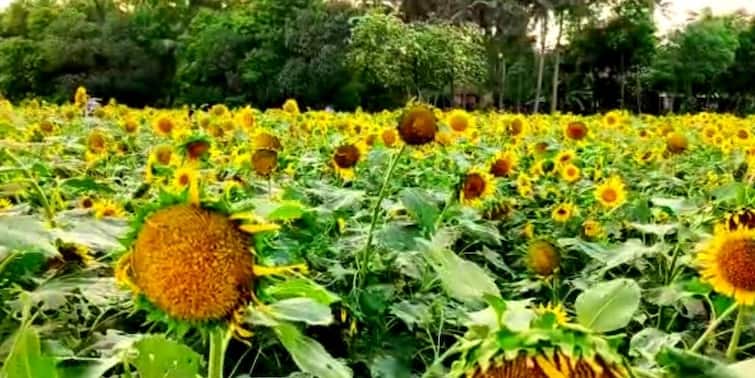 Medinipur News: Fuming sunflower attracts locals and people of neighbouring areas Medinipur News: জলা জমিতে আলোর বন্যাস, সূর্যমুখী চাষ করে তাক লাগালেন কৃষক