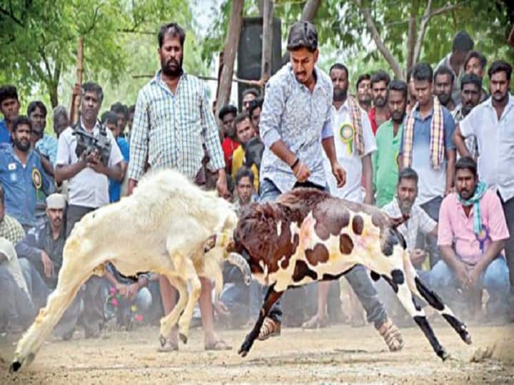 மதுரையில் கிடாமுட்டு நடத்த உயர்நீதிமன்ற கிளை அனுமதி அளித்து உத்தரவு Goat attack fight must be conducted only after following norms and Nagercoil shop rent case மதுரையில் கிடாமுட்டு நடத்த உயர்நீதிமன்ற கிளை அனுமதி அளித்து உத்தரவு