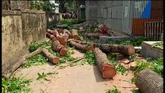 Bagda: বাগদার হেলেঞ্চায় ব্যক্তিগত মালিকানার ৮টি গাছ কেটে দেওয়ার অভিযোগ উঠল প্রধান ও গ্রামবাসীদের বিরুদ্ধে। Bangla News