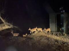 Madhya Pradesh: जंगली जानवरों के हमलों को रोकने के लिए उठाए गए बड़े कदम, यहां बाघों में चल रही है वर्चस्व की जंग