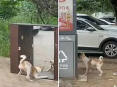 Viral Video : आरशात स्वत:चंच प्रतिबिंब पाहून घाबरला कुत्रा, पुढे असं काही केलं की...