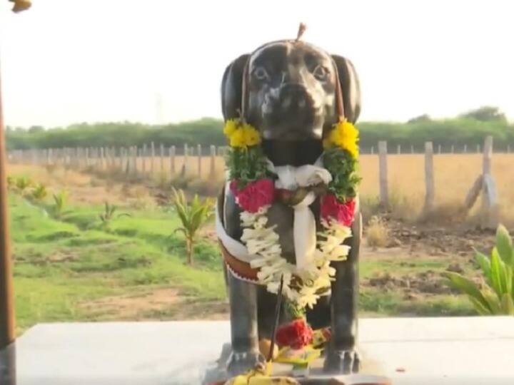 Watch An elderly man built a temple in memory of his pet dog in Tamil Nadu Watch: तमिलनाडु में बुजुर्ग ने अपने पालतू कुत्ते की याद में बनाया मंदिर, देखें वीडियो