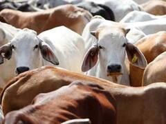 Gujarat News: विधानसभा में 4 दिन पहले पारित आवारा पशु विधेयक वापस ले सकती है गुजरात सरकार, BJP ने दिए ये संकेत