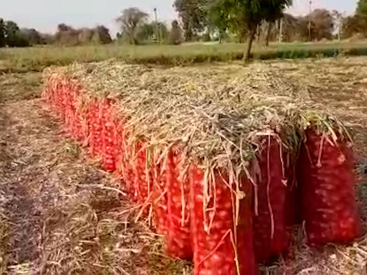 Buldhana News Double crisis on onion growers there is no commodity price farmers is worried about Heat wave and Untimely rain Maharashtra कांदा उत्पादकांवर दुहेरी संकट; एकीकडे मालाला भाव नाही, तर दुसरीकडे ऊन आणि अवकाळीच्या अंदाजामुळे बळीराजा चिंतेत