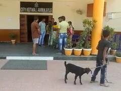 Surguja News: बकरे के मालिकाना हक को लेकर सरगुजा में हुआ गजब विवाद, पुलिस ने 'अम्मा' के सहारे ऐसे सुलझाया मामला