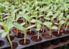 Plug Nursery Scheme: ગુજરાતનો ખેડૂત પ્લગ નર્સરીથી ખેતી કરી ઓછા ખર્ચે લઈ શકે છે મબલખ ઉત્પાદન, સરકાર પણ કરે છે મદદ