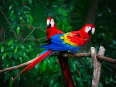 What Gives Parrots Exceptional Cognitive Abilities And Long Life Spans? Study Gives Answers