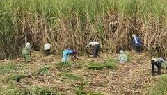 ਪੰਜਾਬ 'ਚ ਹੋਣਗੇ ਗੰਨਾ ਕਾਸ਼ਤਕਾਰਾਂ ਦੇ ਵਾਰੇ-ਨਿਆਰੇ, ਪੰਜਾਬ ਸਰਕਾਰ ਕਰੇਗੀ ਟਾਸਕ ਫੋਰਸ ਦਾ ਗਠਨ