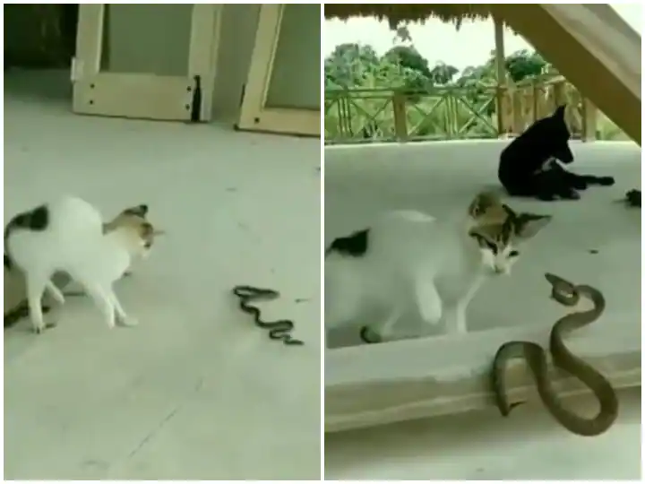 ਬਿੱਲੀ ਦੇ ਸਿਰ 'ਤੇ ਸਵਾਰ ਹੋਇਆ ਖੂਨ, ਘਰ ਦੇ ਵਿਹੜੇ 'ਚ ਖੇਡੀ ਖੂਨੀ ਹੋਲੀ, ਵੀਡੀਓ ਵਾਇਰਲ