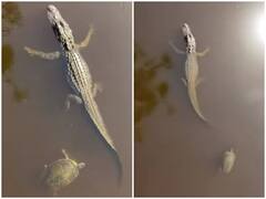 मगरमच्छ को हाई फाइव करता नजर आया कछुआ, वीडियो देख रह जाएंगे दंग