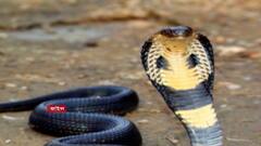 Antivenom Tablet: সাপের বিষের প্রতিষেধক হিসেবে আসতে চলেছে ট্যাবলেট। Bangla News