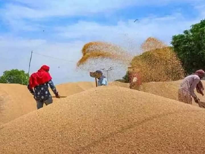 Wheat News Egypt to buy 180,000 tonnes of wheat from India Wheat News : भारताकडून इजिप्त करणार 1 लाख 80 हजार टन गव्हाची आयात 