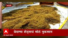 Solapur : अवकाळी पावसामुळे शेतकऱ्यांना फटका, बेदाण्यासाठी ठेवलेल्या द्राक्षांचा चिखल