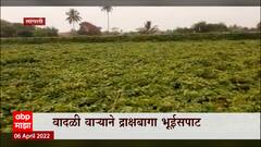 Farmers Rain Loss : सांगलीत अवकाळी पावसाचा तडाखा, वादळी वाऱ्यानं द्राक्षबागा भुईसपाट