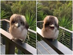 इंसानों की तरह हंसती दिखी चीड़िया, वीडियो देख रह जाएंगे दंग