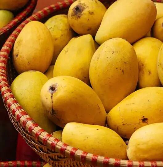 Is it safe to keep mango in fridge or not how to store mango for long best way to store mango કેરીને ક્યારેય ન રાખો ફ્રિજમાં,  સ્વાસ્થ્ય માટે  આ કારણે  છે  હાનિકારક, સ્ટોર કરવાની યોગ્ય રીત સમજી લો