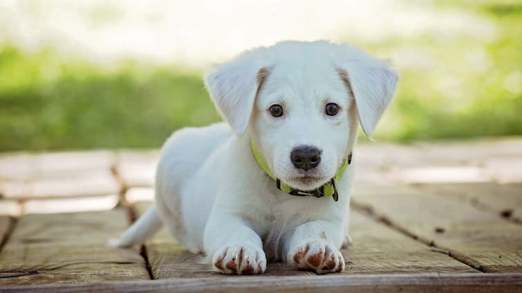 Pet Health, heatstroke and dehydration in pets, how to tackle it, know in details Pet Health: প্রবল গরমে বিপদ, নজরে থাকুক পোষ্য