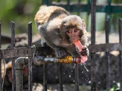 Jammu Kashmir Weather Report: श्रीनगर में 1892 के बाद पड़ी सबसे ज्यादा गर्मी, इतना पहुंच गया औसत तापमान