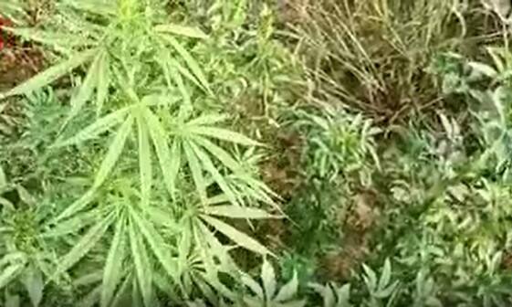 Mulugu District Ganza Cultivation: ములుగు జిల్లా దేవగిరిపట్నంలో మిర్చితోటలో గంజాయి సాగు| ABP Desam