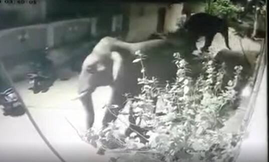 Chittoor District Elephants Hulchul: రేణిగుంట మండలం రామకృష్ణాపురంలో తిరిగిన ఏనుగులు| ABP Desam