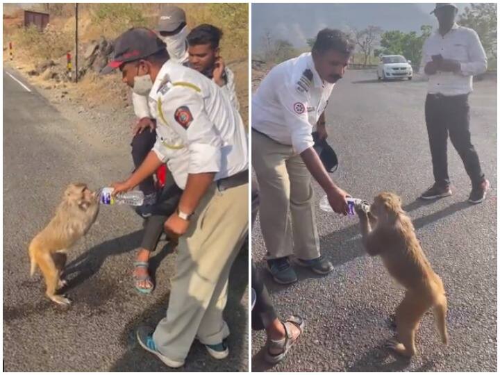 Traffic constable gave water to a monkey suffering from heat, watch the video Viral Video: गर्मी से बेहाल बंदर को ट्रैफिक कॉन्स्टेबल ने पिलाया पानी, बड़ा ही प्यार है ये वीडियो