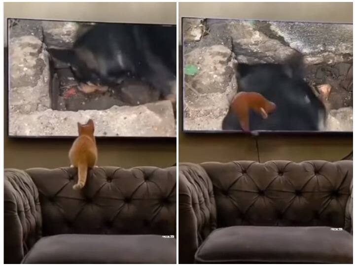 Cat jumps on TV you will laugh after hearing the reason viral video Viral Video: बिल्ली ने टीवी पर लगाई छलांग, वजह जानकर निकल जाएगी आपकी हंसी