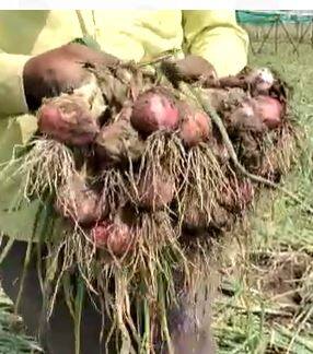 अवकाळी पावसाचा कांदा, द्राक्ष आणि मिरची पिकाला मोठा फटका