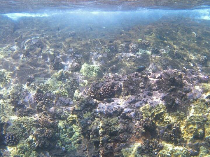 Epsilon to build world's first nodule processing plant with Rs 1,200 crore एप्सिलॉन 1,200 करोड़ रुपये से बनाएगी दुनिया का पहला नॉड्यूल प्रसंस्करण संयंत्र