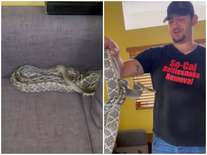 Seven-foot snake found under cushion of California man couch शख्स को घर में सोफे के नीचे मिला सात फुट लंबा जहरीला सांप, रोंगटे खड़े कर देगा वीडियो