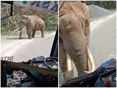 बस पर हमला बोलता दिखा हाथी, ड्राइवर की सूझबूझ से टला बड़ा हादसा