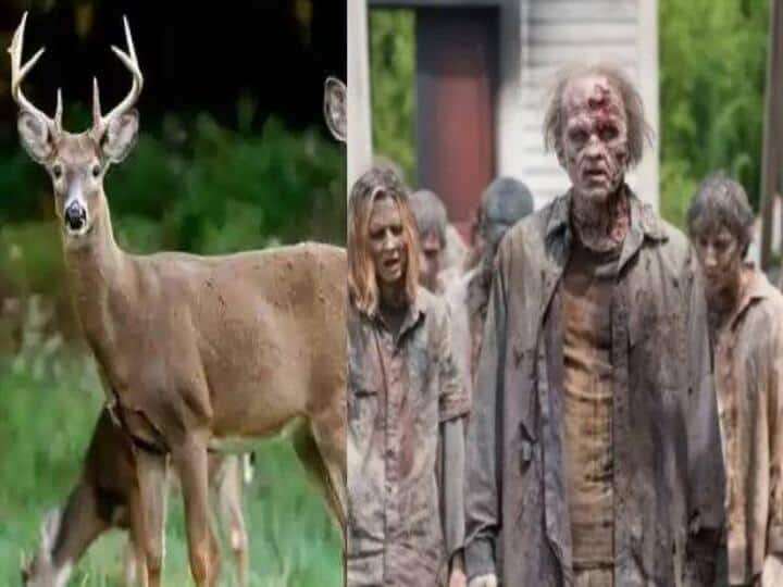 Canadas Deers Are Hit by Zombie Disease Epidemic Rumoured to be Transmittable to Humans கனடா: மான்களை கொத்துக்கொத்தாய் கொள்ளும் புதிய ஜோம்பி நோய்… மனிதர்ககுக்கும் பரவும் அபாயம்?