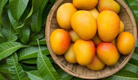 Mango health benefits: bone strength, cancer prevention, 8 big benefits of eating mango