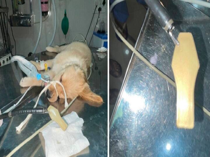 Doctor stunned as plastic ice cream spoon removed from puppy's stomach ஐஸ்க்ரீம் ஸ்பூனை விழுங்கிய நாய்க்குட்டி.. வளர்த்த குடும்பத்துக்கு நிம்மதி அளித்து அசத்திய மருத்துவர்