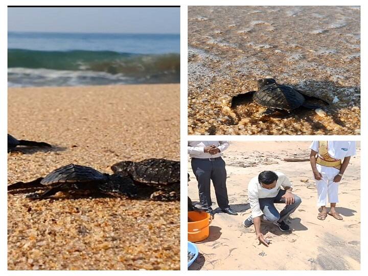126 turtle hatchlings from eggs laid in a turtle hatchery at Kanyakumari beach கன்னியாகுமரி : அழகாய் பொரிந்து வெளியில் வந்த 126 ஆமை குஞ்சுகள்.. ஆட்சியர் முன்னிலையில் கடலில் விடப்பட்டன