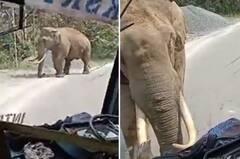 Watch: ਹਾਥੀ ਨੇ ਬੱਸ 'ਤੇ ਬੋਲਿਆ ਹਮਲਾ, ਡਰਾਈਵਰ ਦੀ ਸਮਝਦਾਰੀ ਨਾਲ ਟਲਿਆ ਵੱਡਾ ਹਾਦਸਾ, ਵੇਖੋ ਵੀਡੀਓ