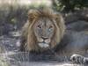 This 'Love Hormone' Makes Fierce Lions Friendlier, New Study Says