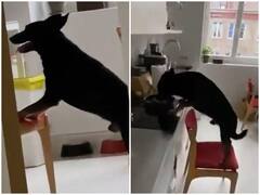 खाने पर हाथ साफ करने के लिए डॉगी ने लगाया गजब का दिमाग, हैरान कर रहा वीडियो