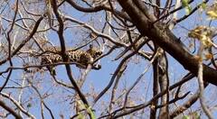 Arvalli : પાલા ગામમાં ઝાડ પર દેખાયો દીપડો, લોકોમાં ભયનો માહોલ, જુઓ વીડિયો