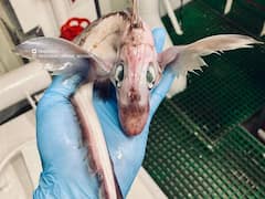 Baby Dragon: సముద్రంలో డ్రాగన్? జాలరికి చిక్కిన ఈ అరుదైన జీవి ఏమిటీ?