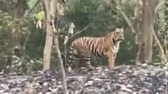 Pilibhit में राहगीर ने बनाया बाघ का Video, सोशल मीडिया में जमकर हो रहा वायरल