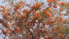 In Pics: राजस्थान का राज्य पुष्प रोहिड़ा इन दिनों महका रहा है चूरू के खेत- खलिहान, जानिए क्यों है ये बेहद खास