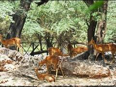 Delhi News: दिल्ली के चिड़ियाघर में जानवरों के लिए गर्मी में लगाए गए फव्वारे, खान-पान में भी हुआ बदलाव