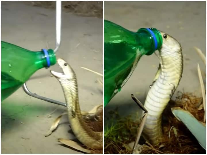 King Cobra trapped in a fish net was rescued