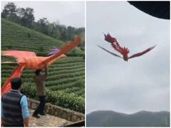 बेजान पंखों से विशालकाय पक्षी ने हवा में लगाए गोते, वीडियो देख उड़े होश